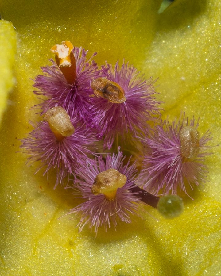 Verbascum chaixii / Verbasco di Chaix